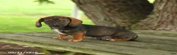 Miniature Dachshund dogs for sale: Andy - Ad 3