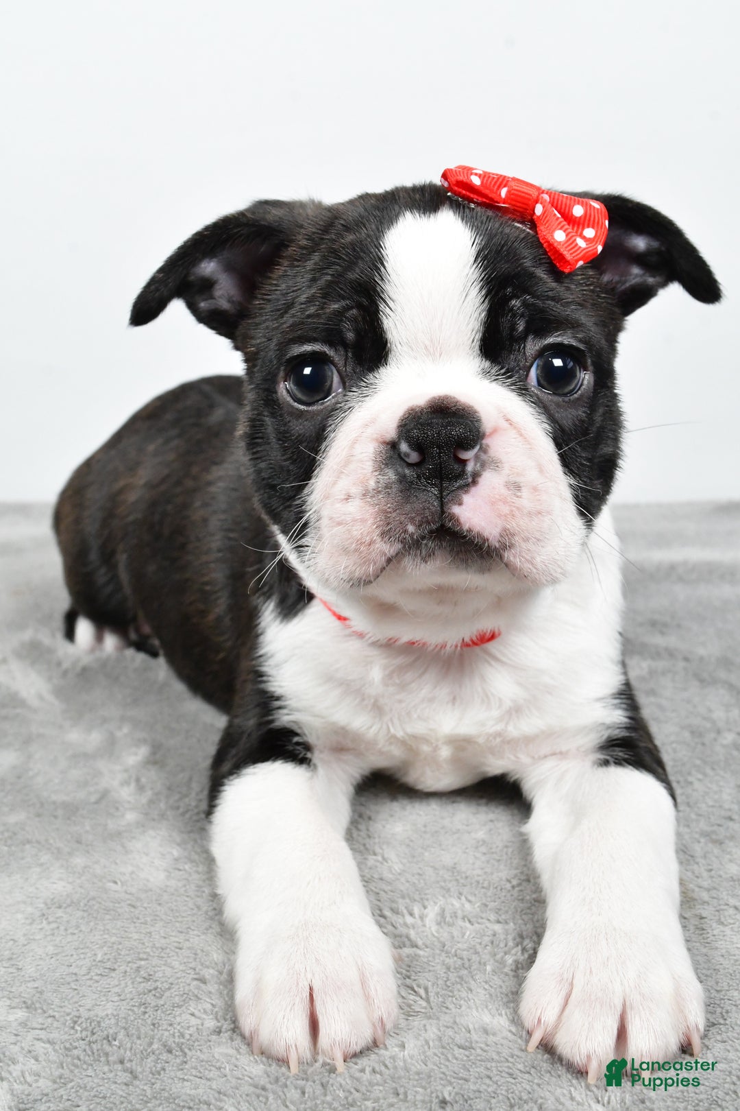 Mixed Breed dogs for sale: Snickers - Ad 11