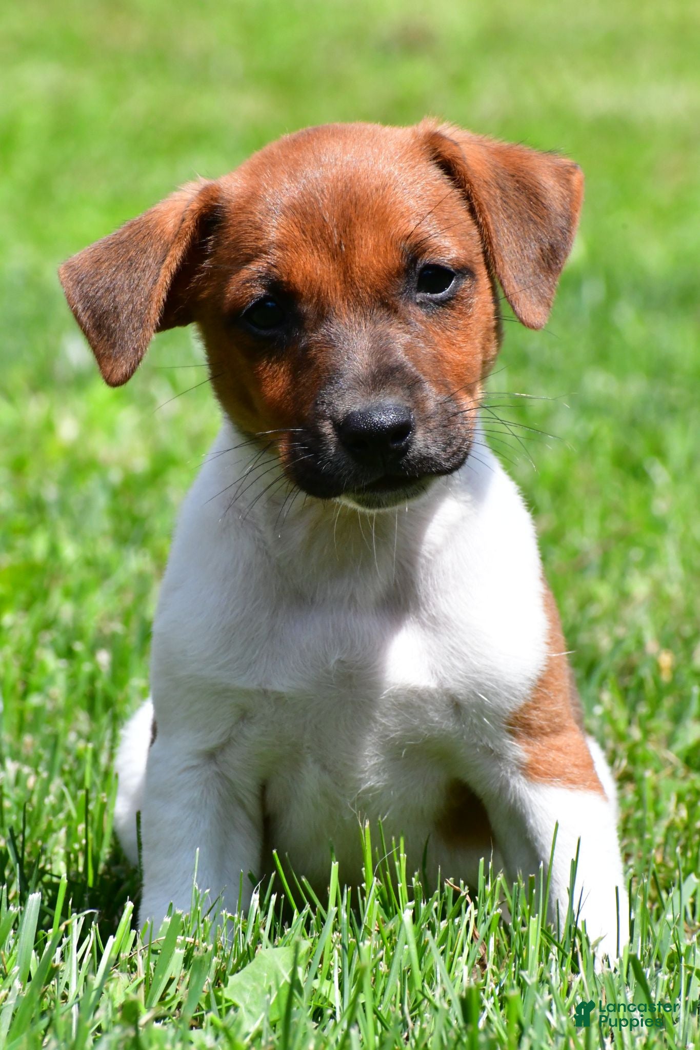Jack Russell Terrier dogs Chief - Ad 2