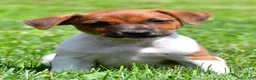 Jack Russell Terrier dogs for sale: Chief - Ad 2
