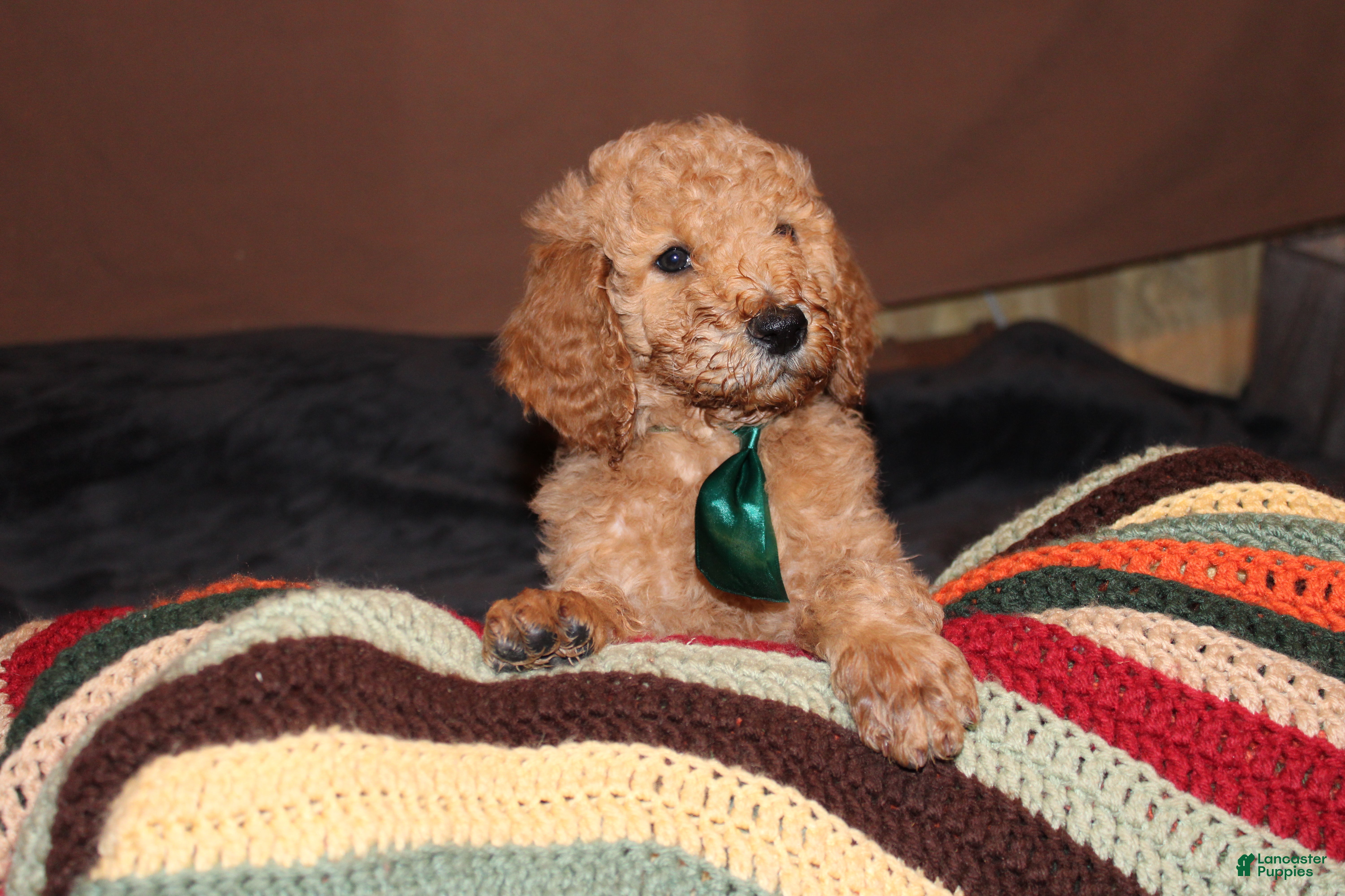 Standard Poodle dogs Standard Poodle Puppy 1 - Ad 40
