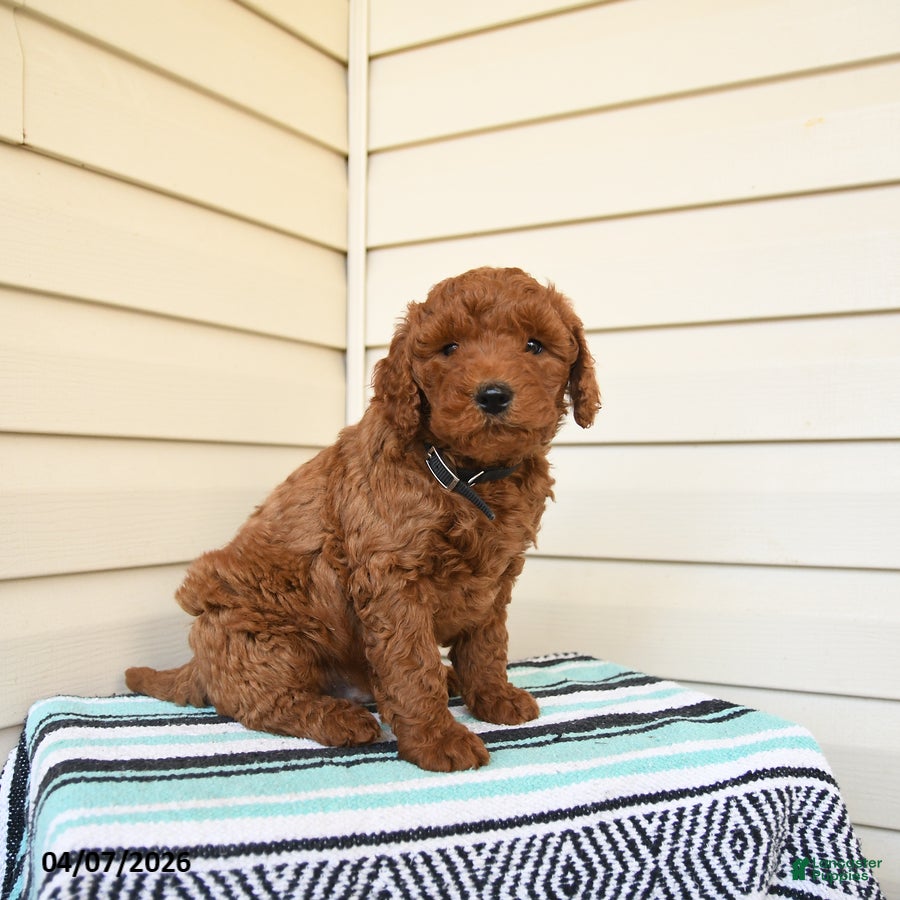 Goldendoodle dogs Edwin - Ad 2