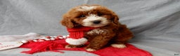 Mini Goldendoodle dogs for sale: Rusty - Ad 5