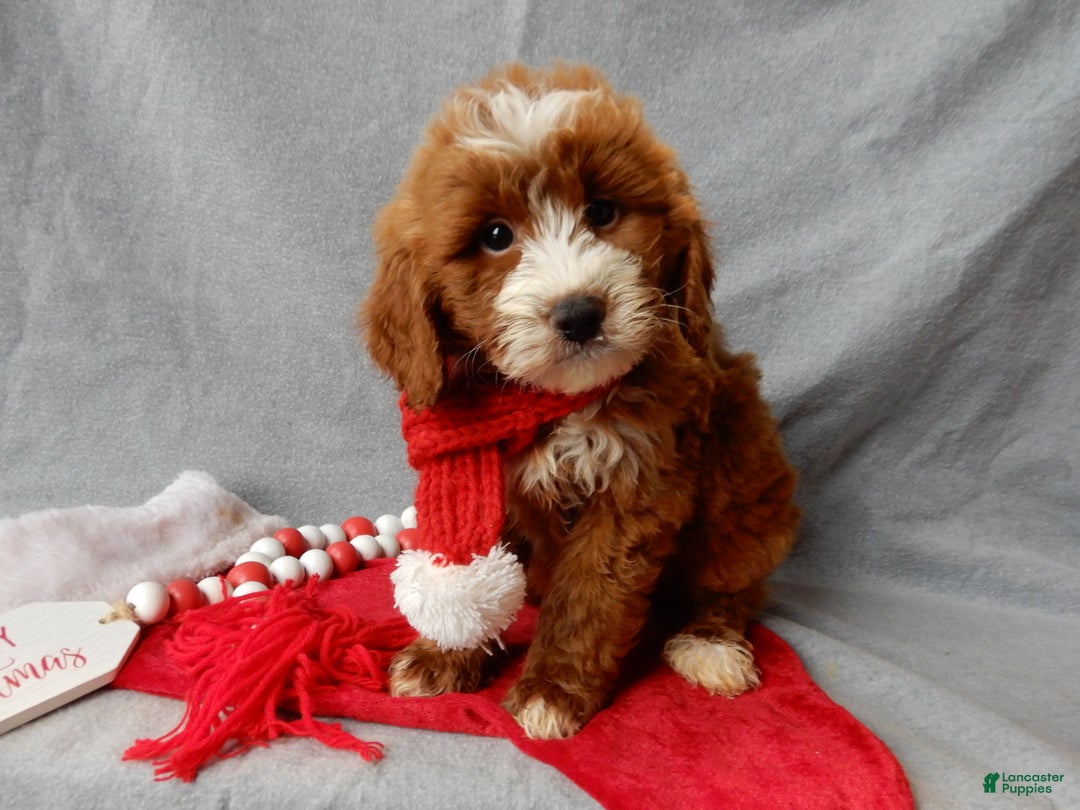 Mini Goldendoodle dogs for sale: Rusty - Ad 5