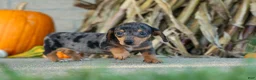 Miniature Dachshund dogs for sale:  Zino 🐕 - Ad 27