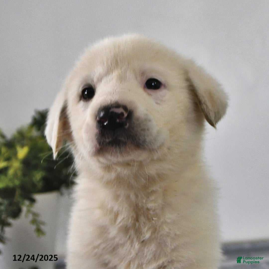 Mixed Breed dogs for sale: Peanut  - Ad 4