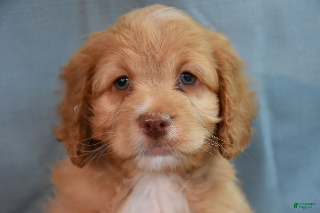 Cockapoo dogs for sale: Chandler - Ad 2