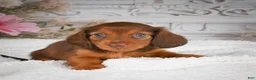 Miniature Dachshund dogs for sale: AKC-Drake - Ad 10