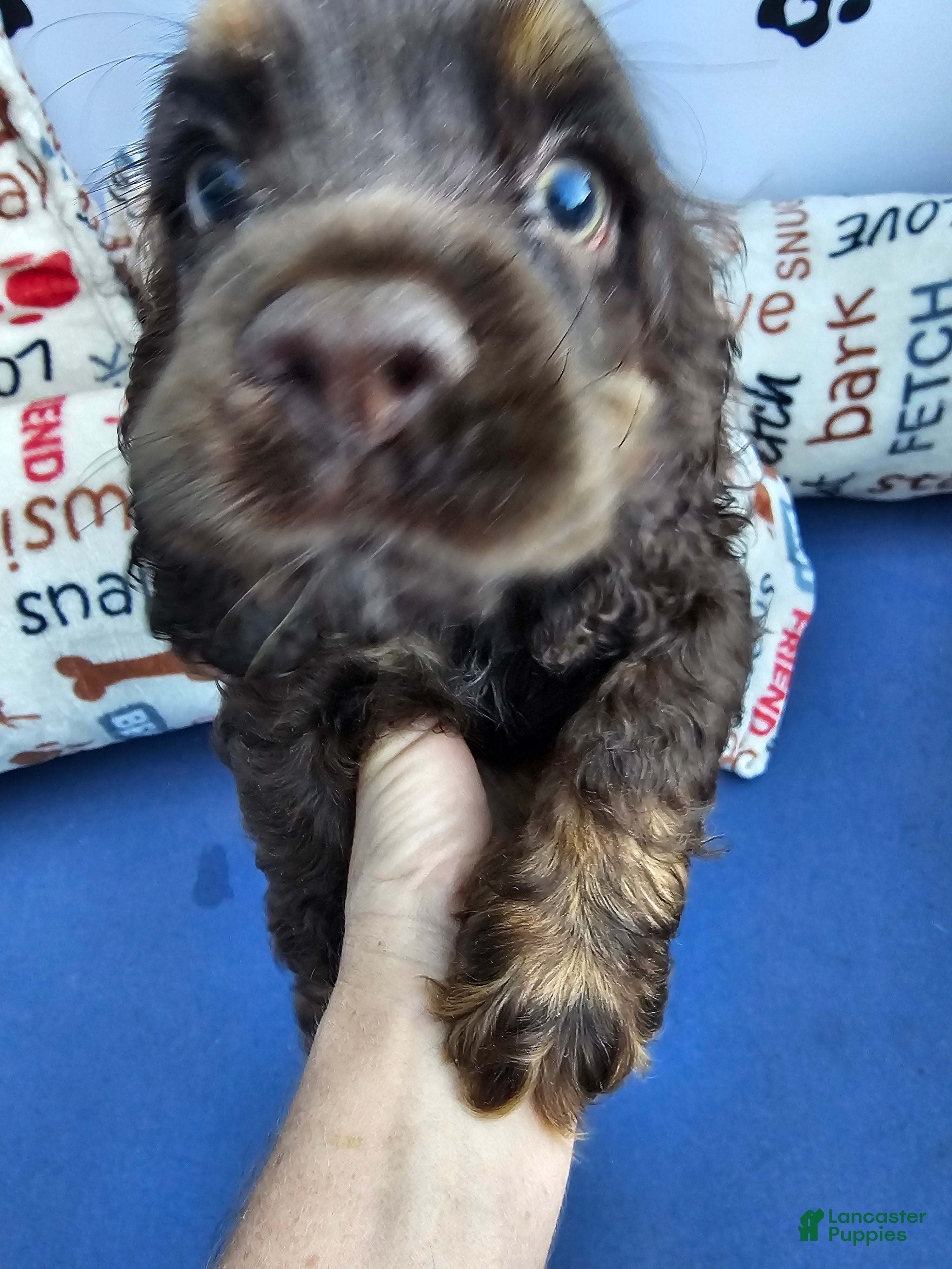 Cocker Spaniel dogs Cocker Spaniel 1 - Ad 1