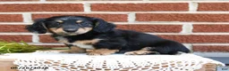 Miniature Dachshund dogs for sale: Jessie - Ad 4