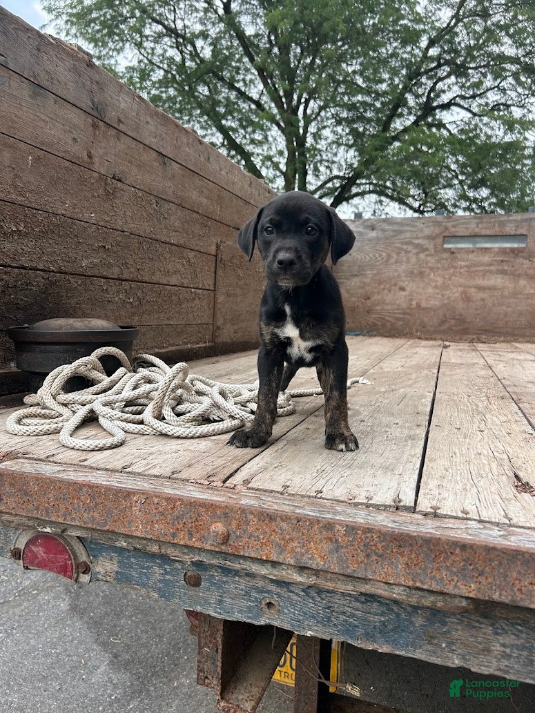 Mixed Breed dogs Greta - Ad 2