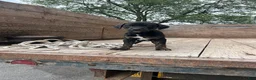 Mixed Breed dogs for sale: Greta - Ad 2