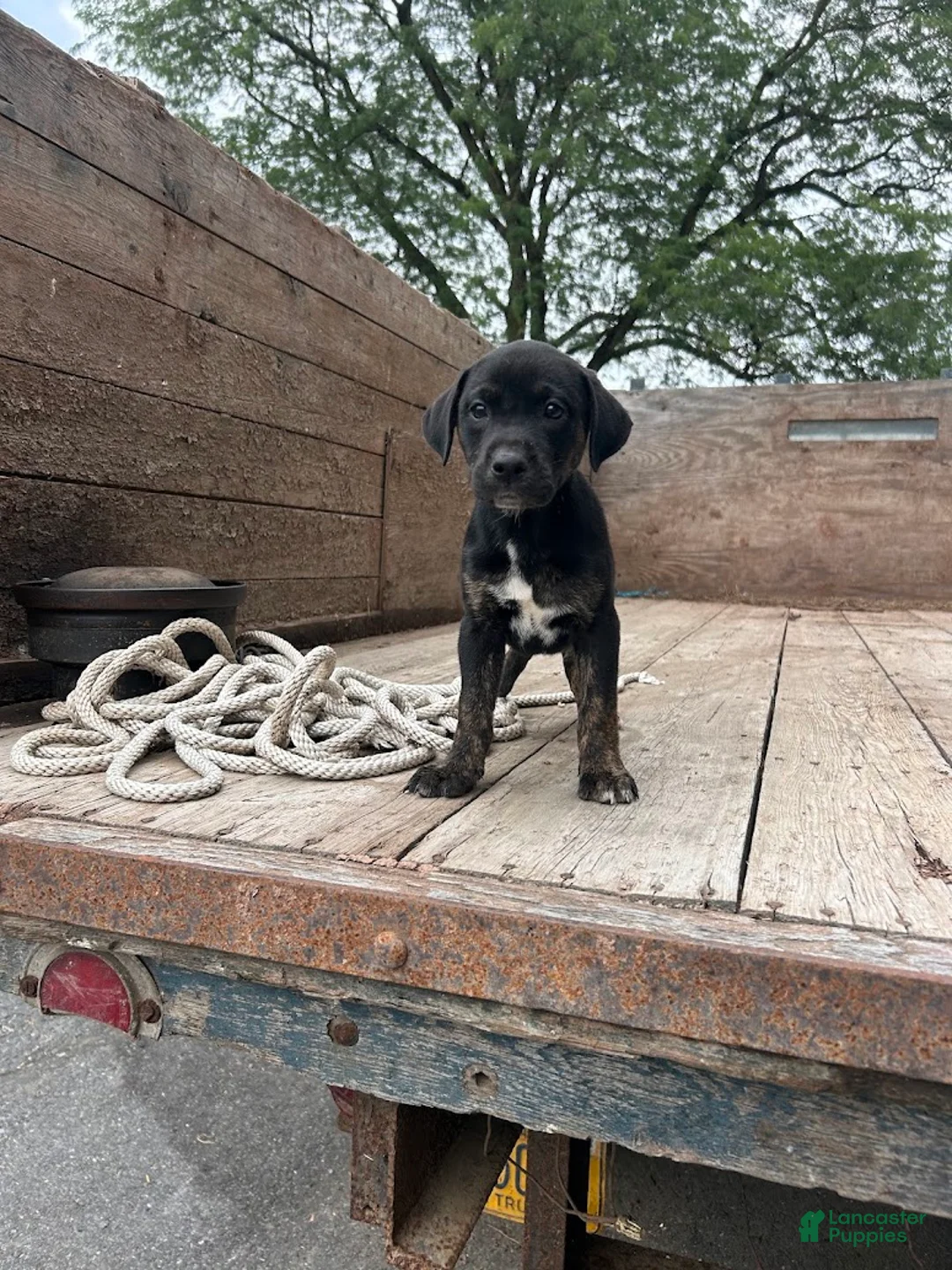 Mixed Breed dogs for sale: Greta - Ad 2