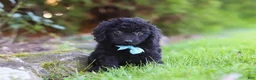 Cavapoo dogs for sale: Vince - Ad 3