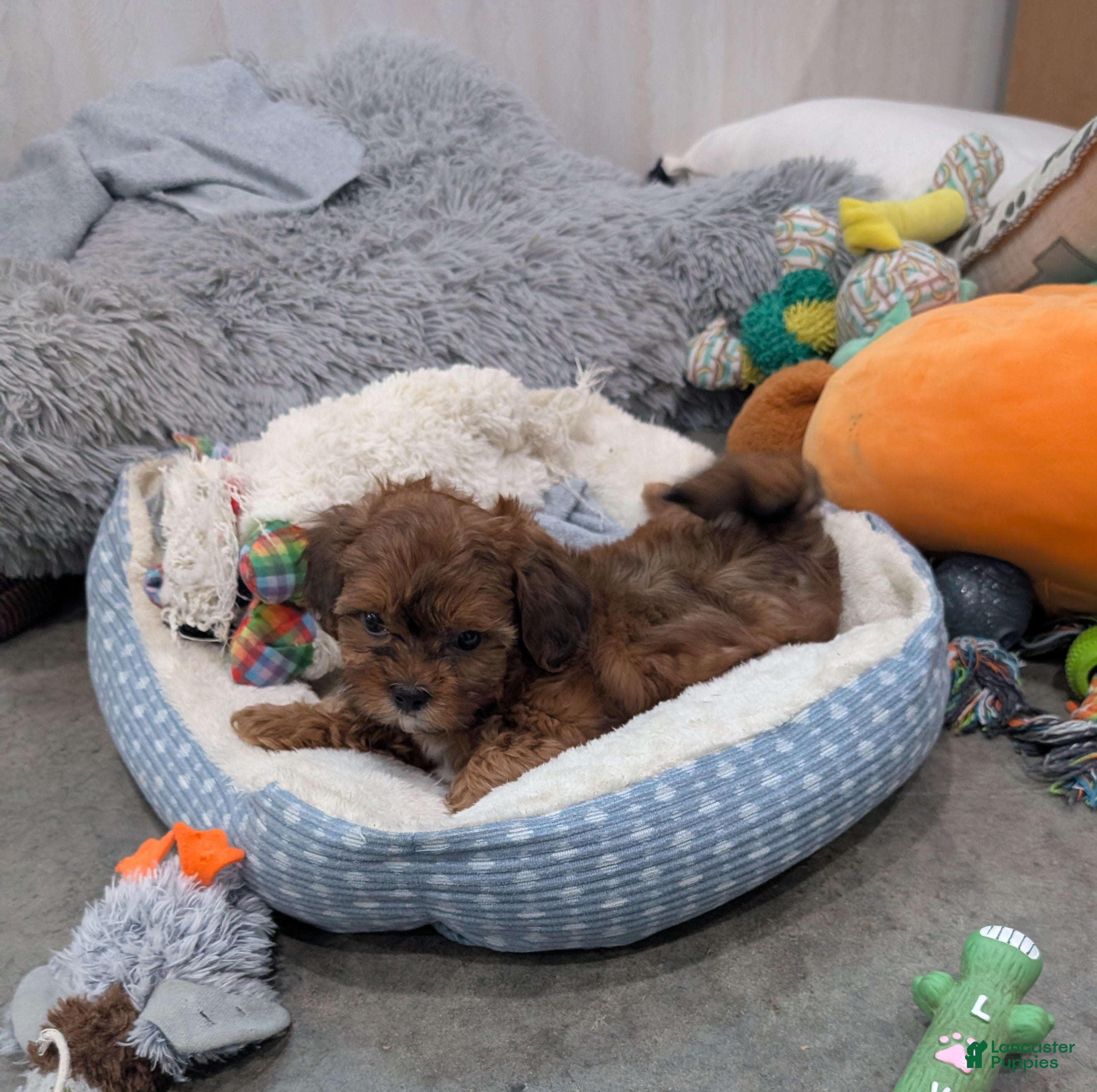 Shihpoo dogs Chase - Ad 24