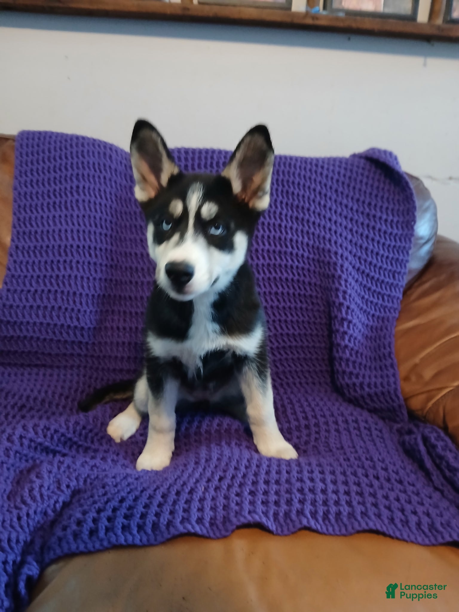 Siberian Husky dogs Siberian Husky Puppy 4 - Ad 31