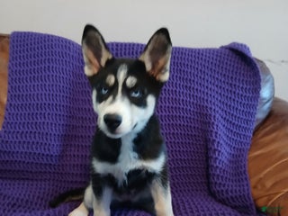 Siberian Husky dogs Siberian Husky Puppy 4 - Ad 24