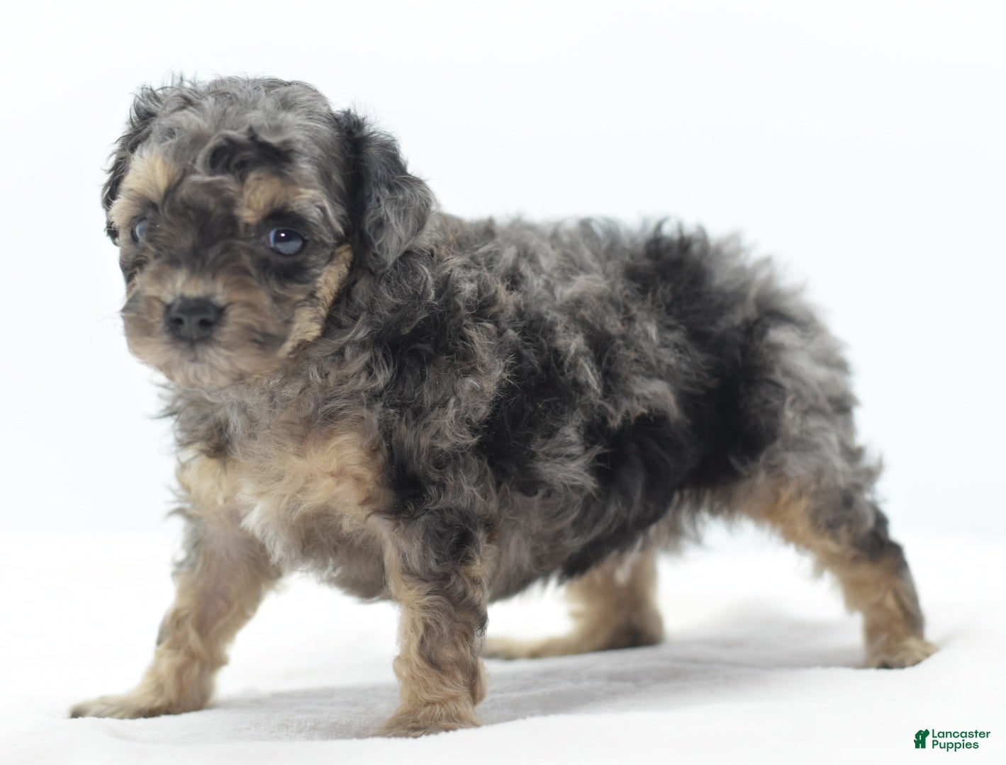 Toy Poodle dogs for sale: Gizmo  - Ad 1