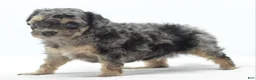 Toy Poodle dogs for sale: Gizmo  - Ad 1