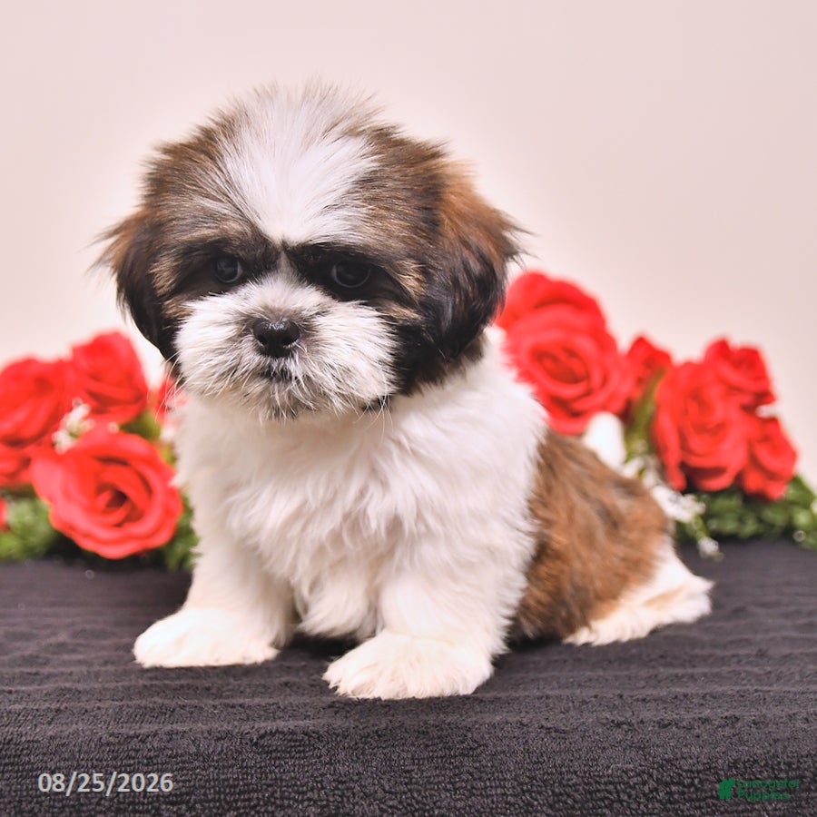Shih Tzu dogs Kane - Ad 2