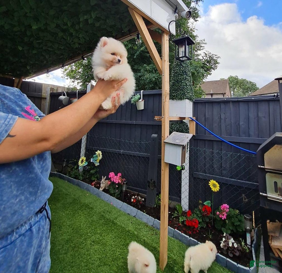 Pomeranian dogs for sale: James - Ad 3