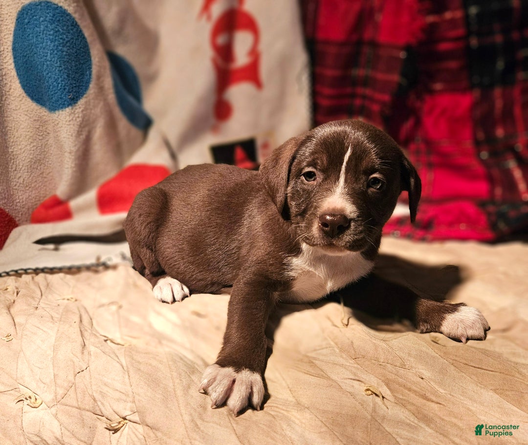 Border Collie dogs for sale: Dori - Ad 6