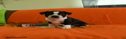 Boston Terrier dogs for sale: Vixon - Ad 5