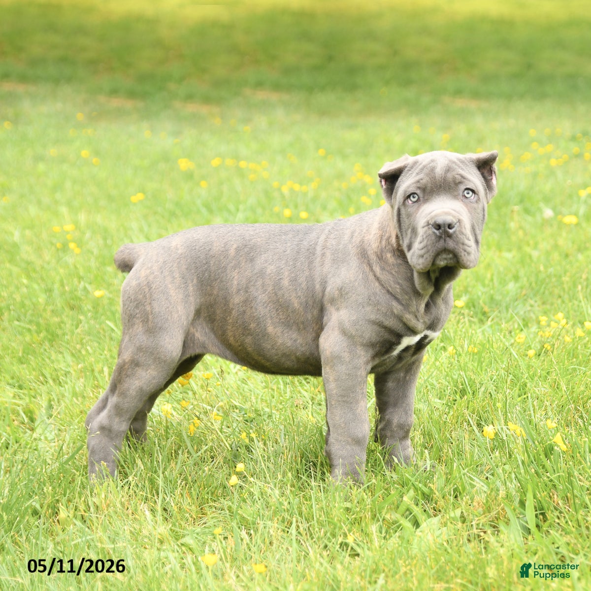 Cane Corso dogs Coral - Ad 1
