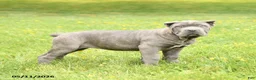Cane Corso dogs for sale: Coral - Ad 1