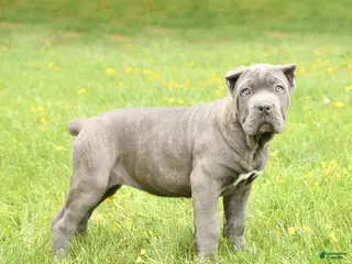 Cane Corso dogs for sale: Coral - Ad 4