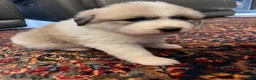 Great Pyrenees dogs for sale: Great Pyrenees Puppy 1 - Ad 3