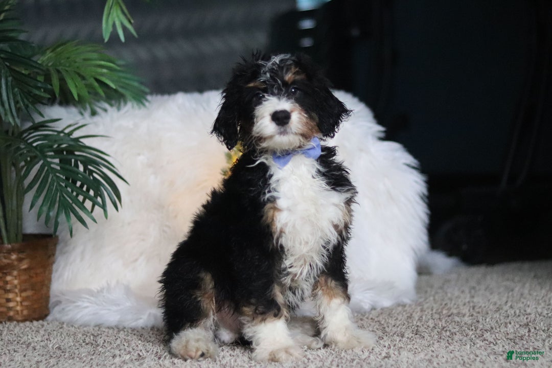 Mini Bernedoodle dogs for sale: Simon - Ad 3