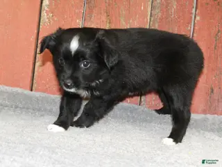 Miniature Australian Shepherd dogs Miniature Australian Shepherd Puppy 7 - Ad 9