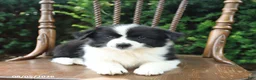 Mixed Breed dogs for sale: Daphne - Ad 3