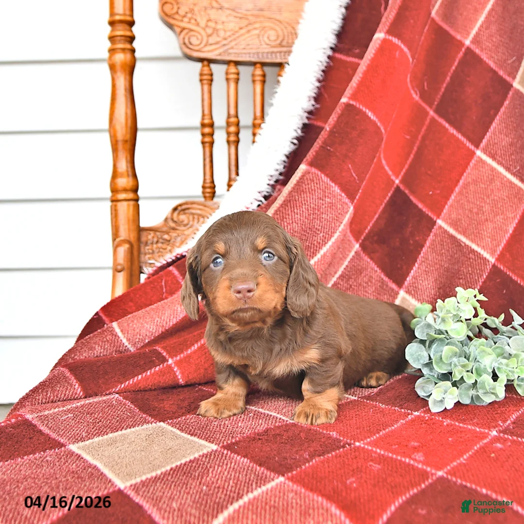 Miniature Dachshund dogs for sale: Kyla - Ad 1