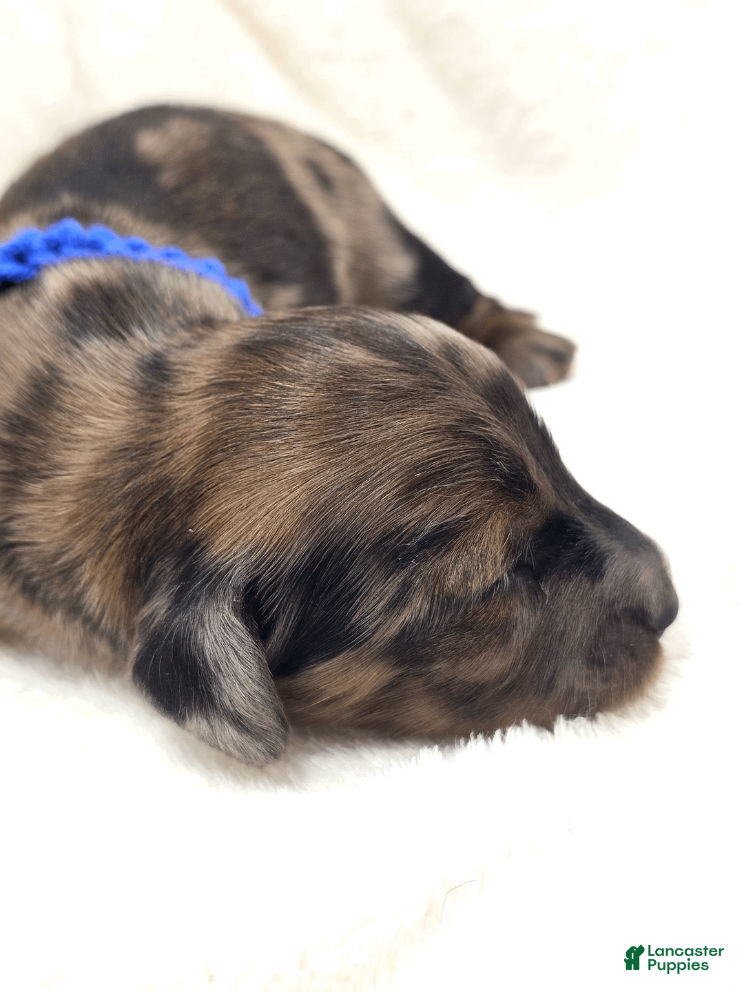 Miniature Dachshund dogs for sale: Bucket - Ad 2