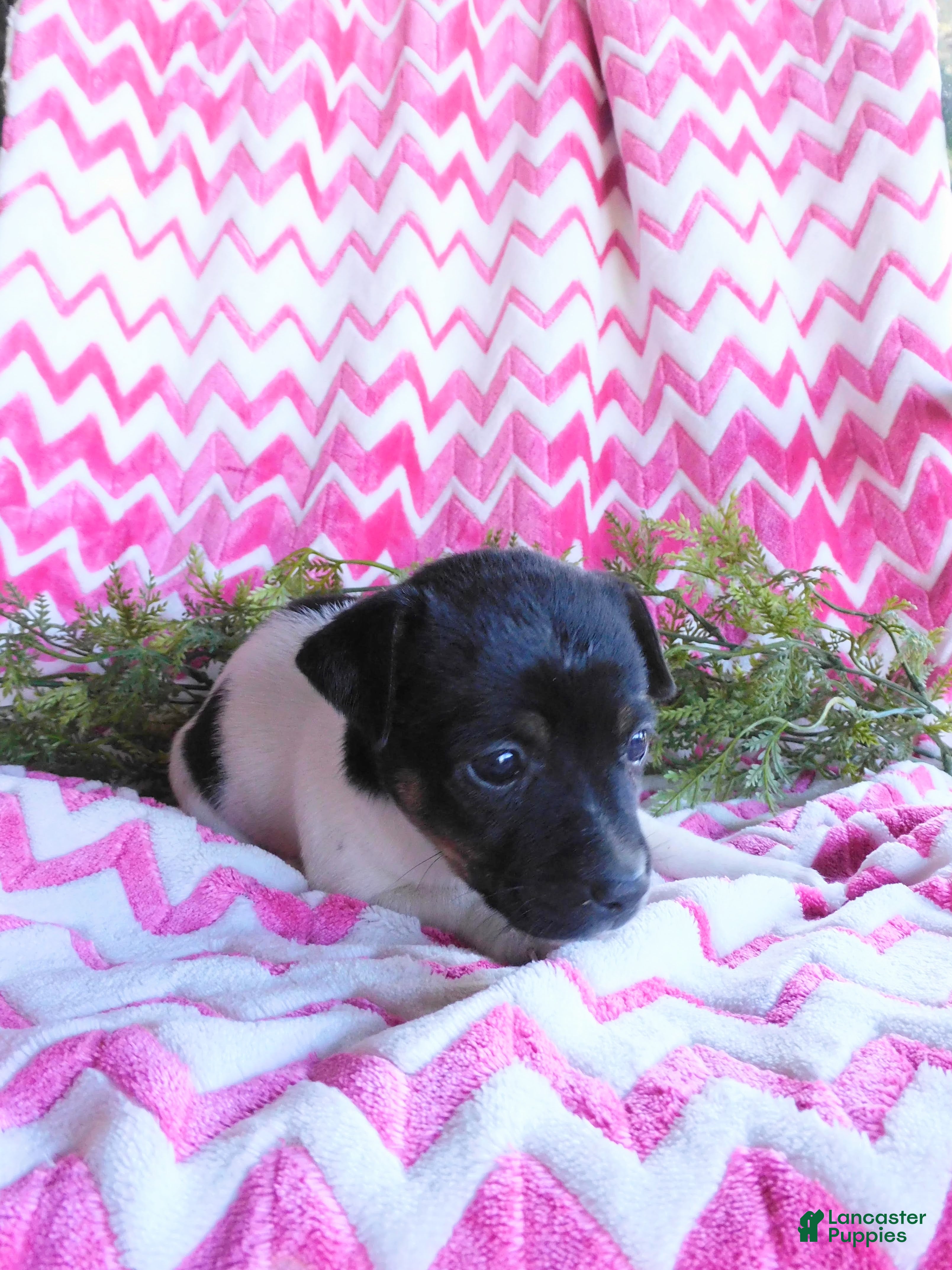 Jack Russell Terrier dogs for sale: Meeny - Ad 2