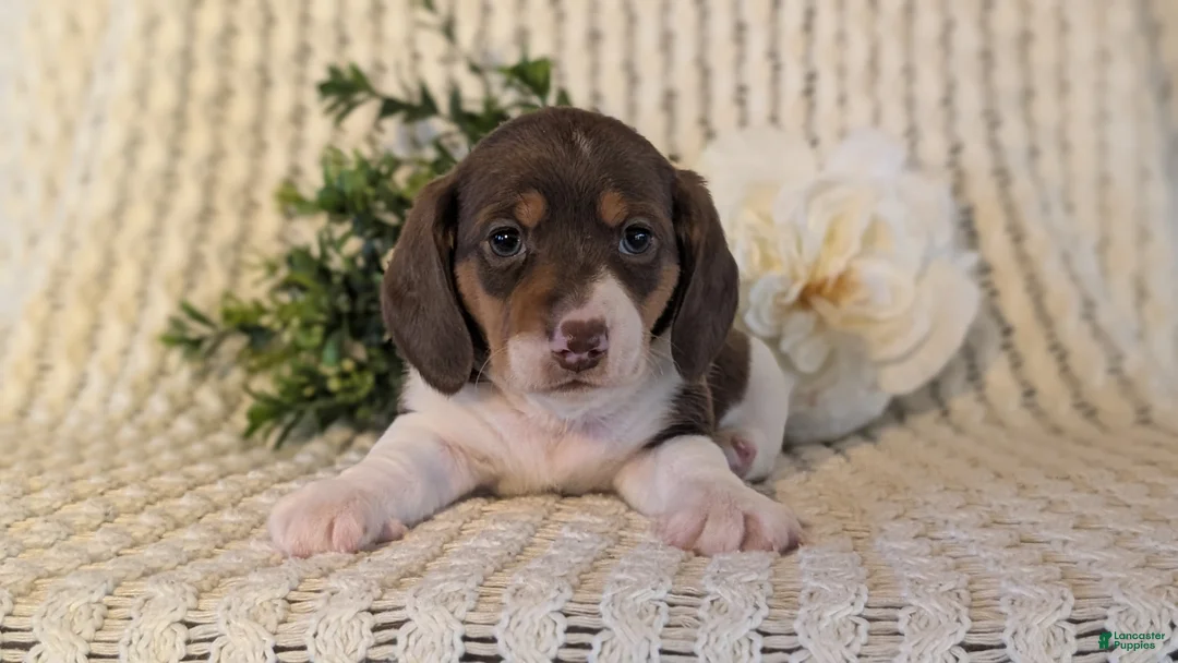 Miniature Dachshund dogs for sale: Ziggy - Ad 10