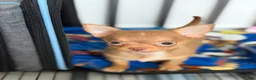Chihuahua dogs for sale: ✨Teacup Tina✨ - Ad 1