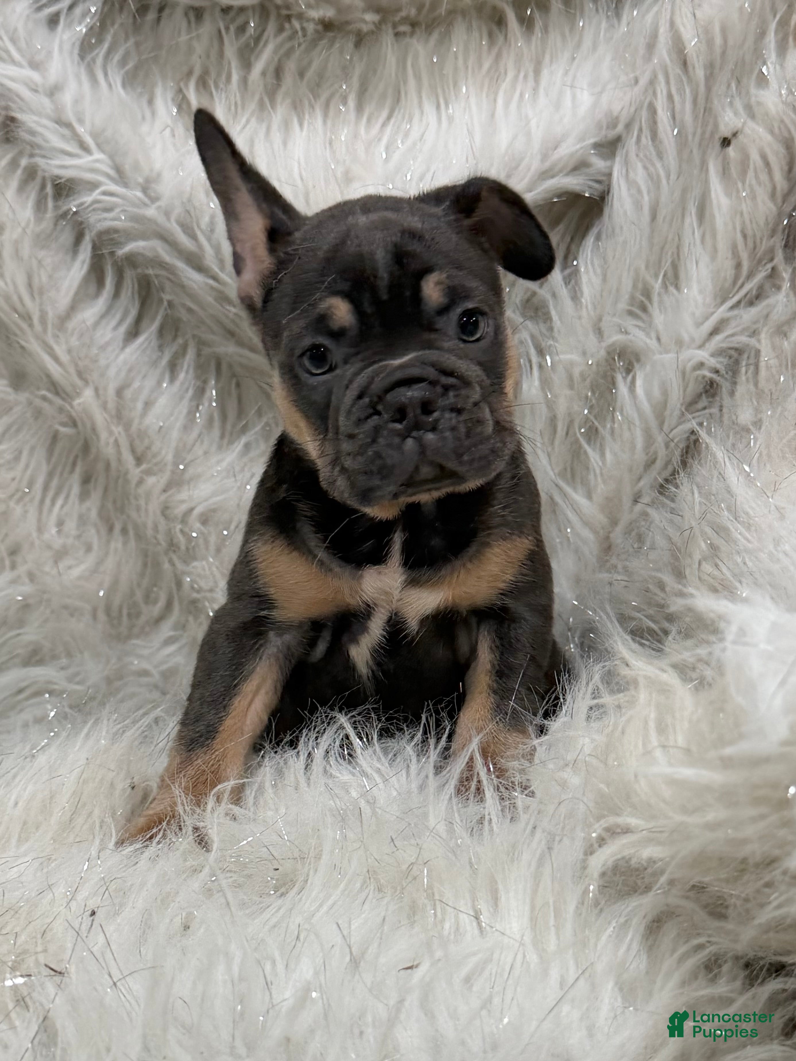 French Bulldog dogs for sale: French Bulldog Puppy 7 - Ad 3