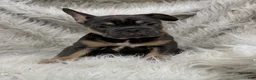 French Bulldog dogs for sale: French Bulldog Puppy 7 - Ad 1