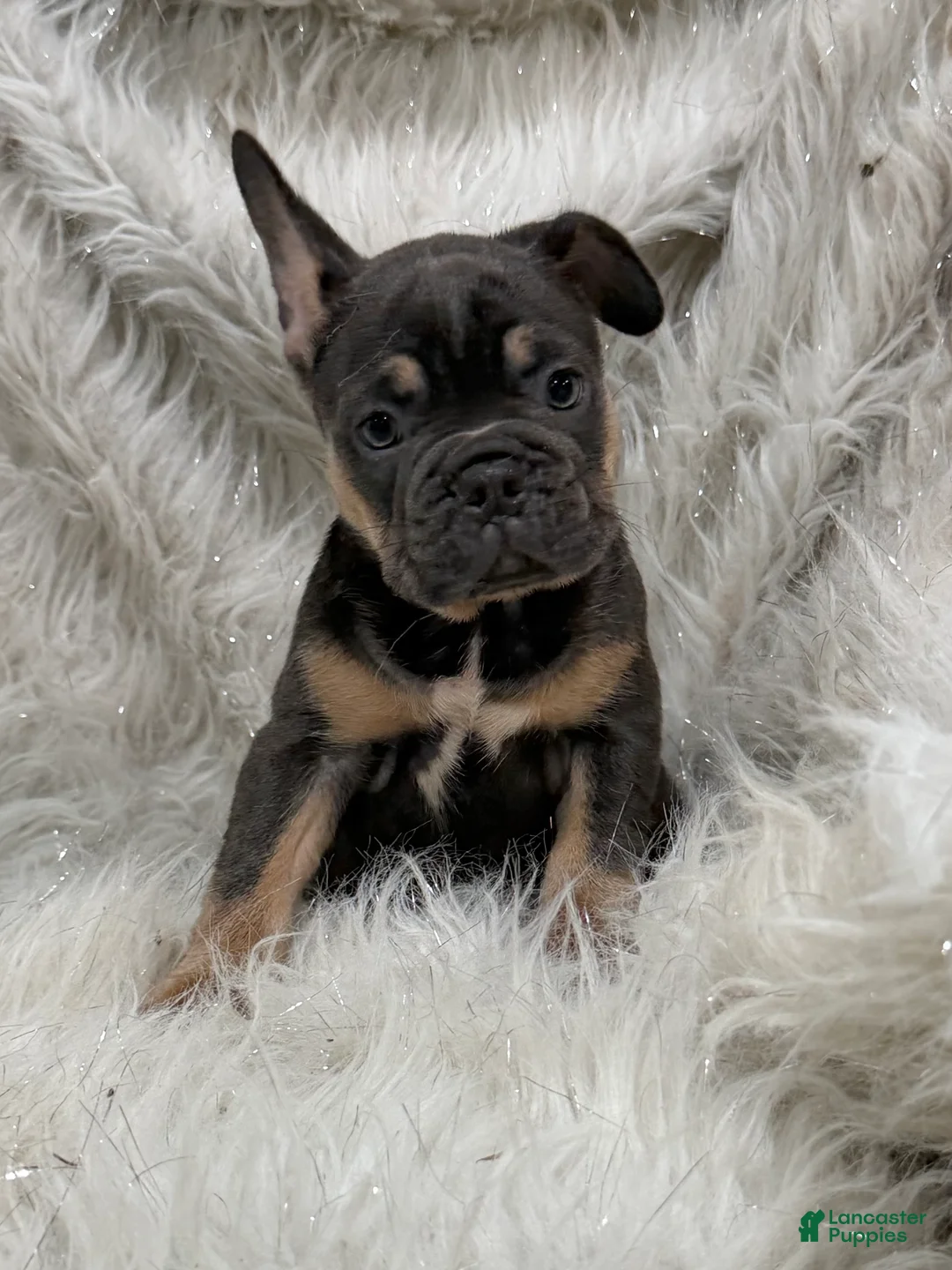 French Bulldog dogs for sale: French Bulldog Puppy 7 - Ad 1