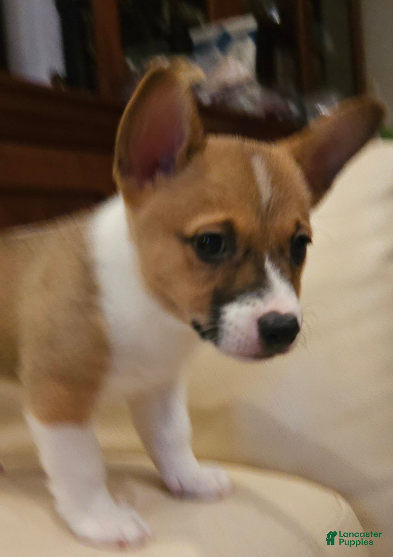 Mixed Breed dogs Athena - Ad 2
