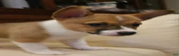 Mixed Breed dogs for sale: Athena - Ad 14