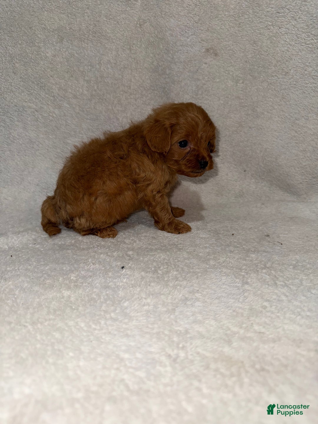 Cavapoo dogs for sale: Cavapoo Puppy 4 - Ad 1