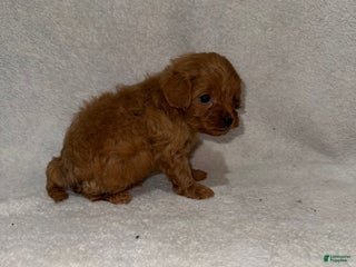 Cavapoo dogs Cavapoo Puppy 4 - Ad 35