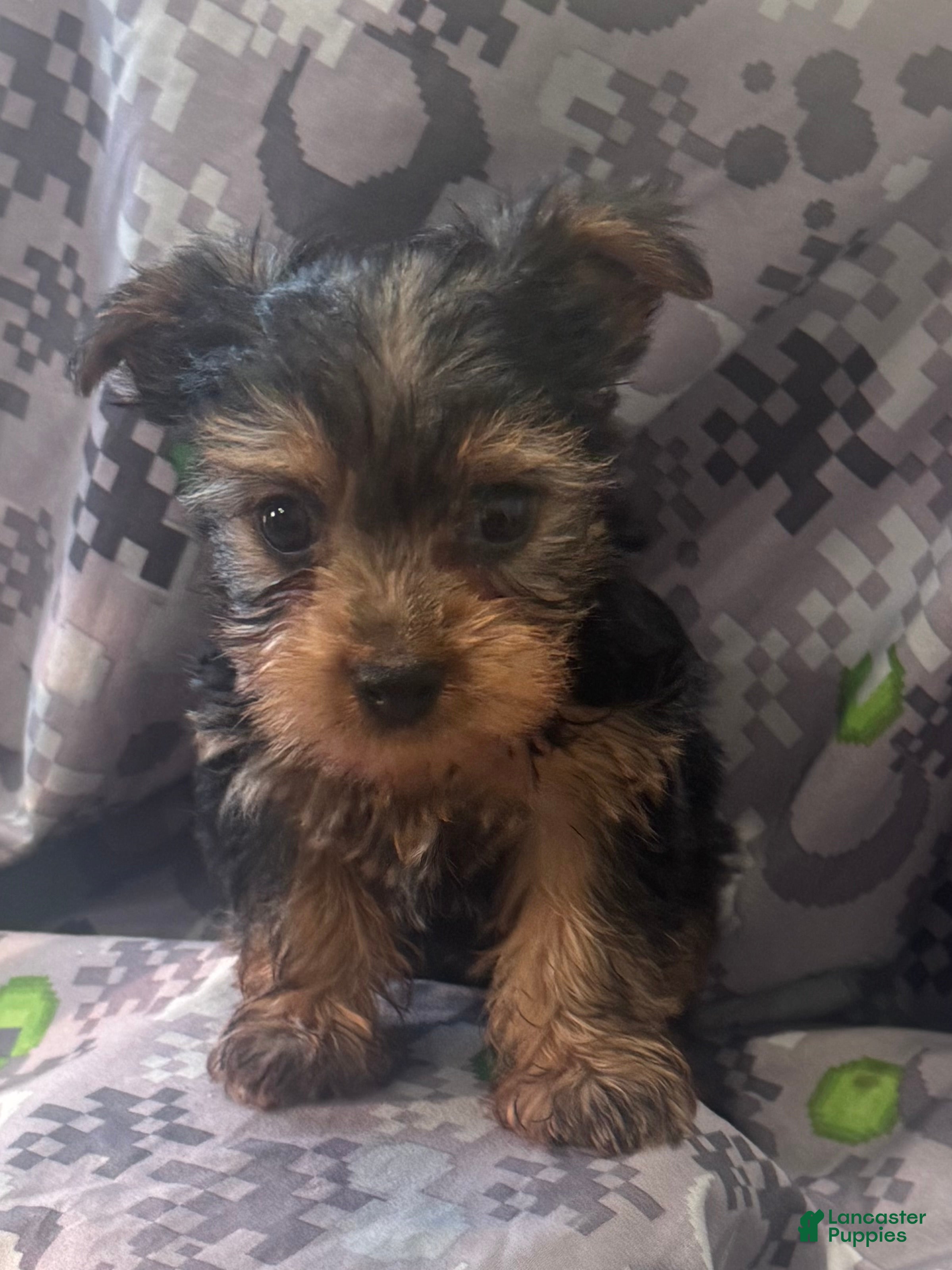 Yorkshire Terrier dogs Yorkshire Terrier  - Ad 35