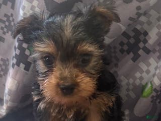 Yorkshire Terrier dogs Yorkshire Terrier - Ad 13