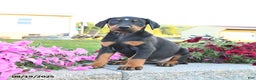 Doberman Pinscher dogs for sale: Flora   - Ad 17