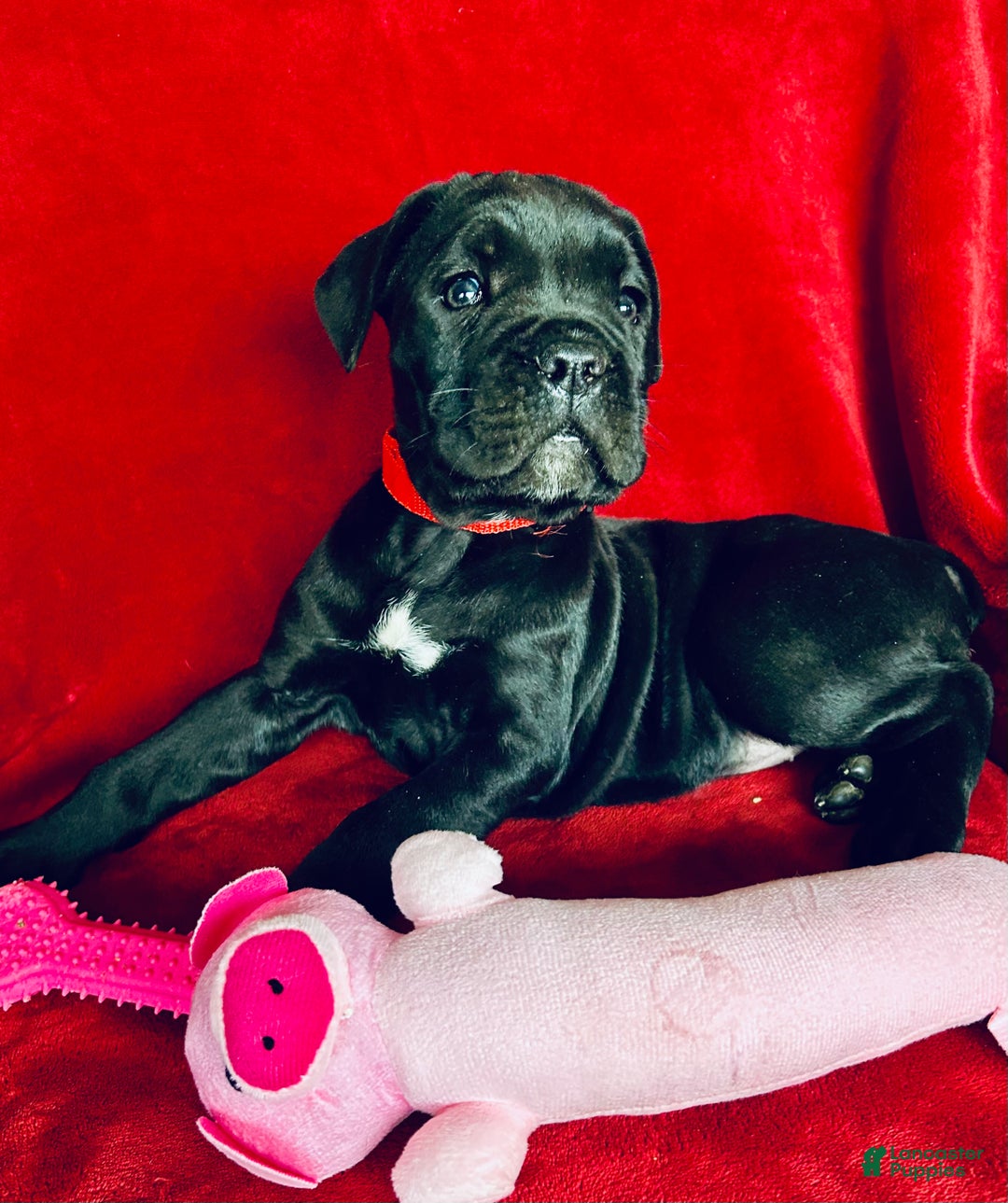 Cane Corso dogs for sale: Cane Corso Puppy 1 - Ad 10